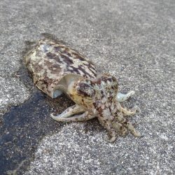 アオリイカ不発